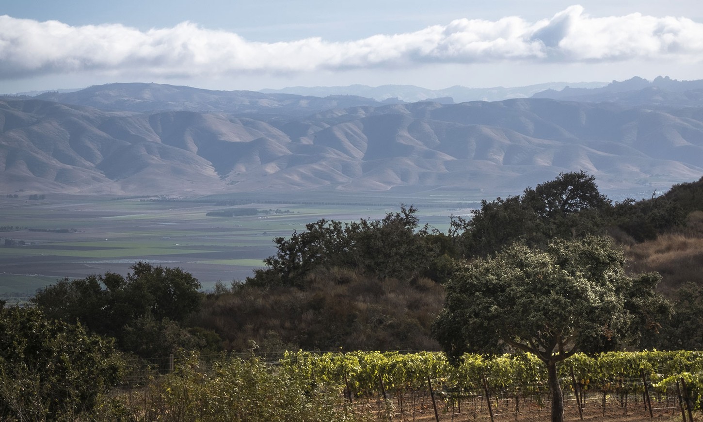 View of vineyard and mountains