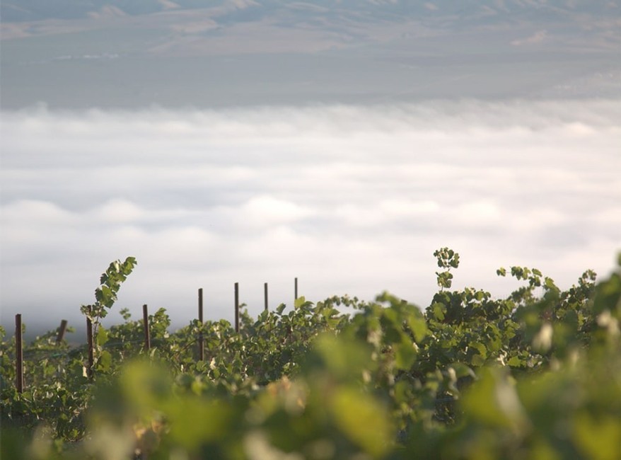 Cortada Alta Vineyard