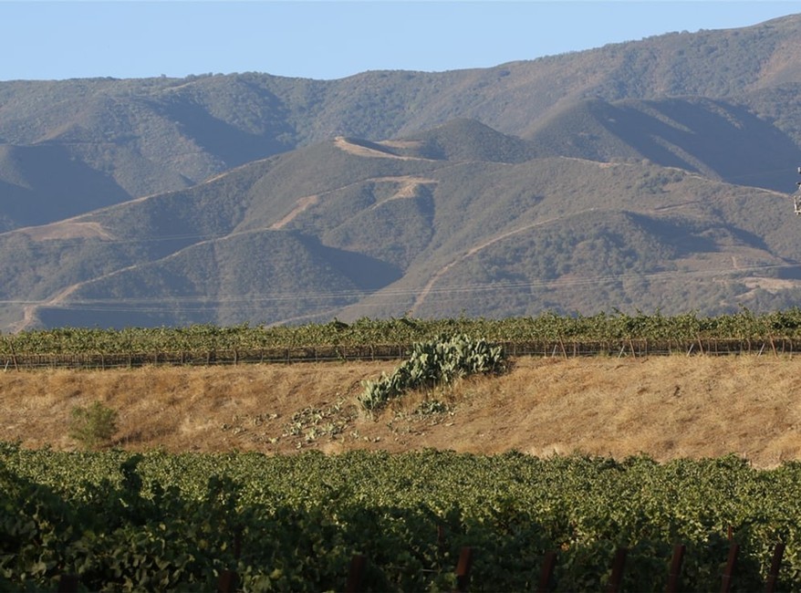 Peterson Vineyard