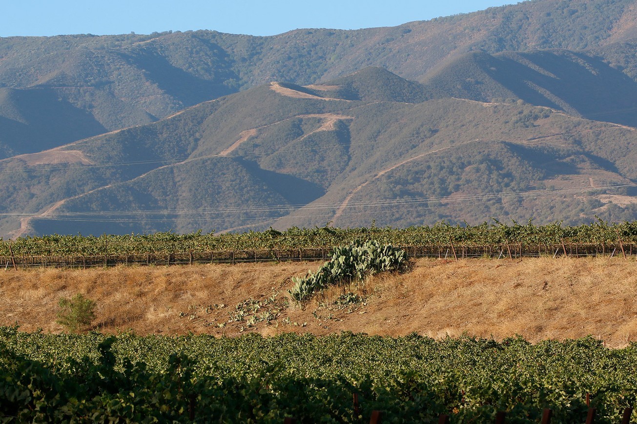 Image of vineyard with mountains in the distance